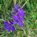 Delphinium consolida Cvet