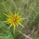 Tragopogon dubiusKvět