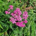 Achillea distans Flor