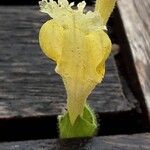 Salvia glutinosa Flower