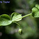 Stellaria obtusa Leaf