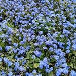 Myosotis alpestris പുഷ്പം