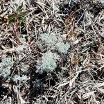 Artemisia frigida Blatt