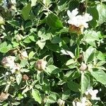 Barleria albostellata फूल