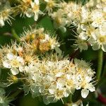 Sorbus americana Blüte