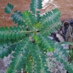 Phyllanthus niruri 葉