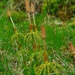 Equisetum sylvaticum Foglia