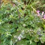 Aquilegia nigricans Leaf