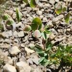 Euphorbia erubescens Hàbitat