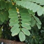 Robinia viscosa Blad