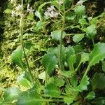 Saxifraga spathularis Costuma