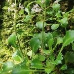 Saxifraga spathularis Natur