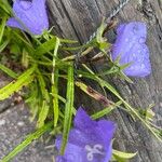 Campanula persicifolia花