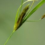 Fimbristylis autumnalis Fruit