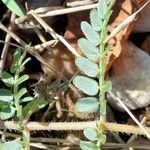 Tribulus terrestris Blatt