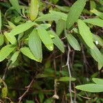 Ceanothus caeruleus Leaf