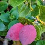 Carissa macrocarpa Fruit