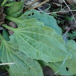 Plantago major Feuille