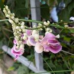 Cochliasanthus caracalla Flower