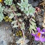 Linaria alpina кора