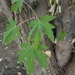 Acer saccharinumFuelha