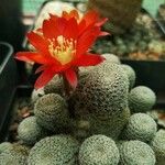 Rebutia heliosa Flower