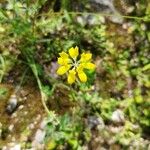 Coronilla securidaca 花