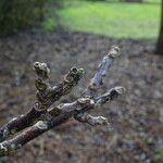 Gymnocladus dioicus Bark