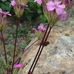 Saponaria caespitosa Tervik taim