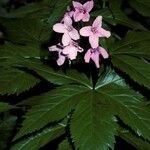 Cardamine pentaphyllos Fleur