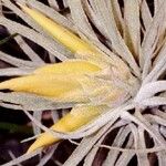 Tillandsia matudae Кветка