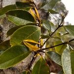 Myrcia splendensLeaf