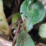 Peperomia peltilimba Hoja