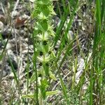 Sideritis montana Foglia