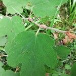 Rubus formosensis Hoja