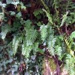 Polypodium interjectum ഇല