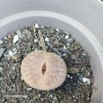 Lithops aucampiae Hostoa