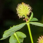 Euphorbia fragifera Flower