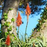 Aloe arborescens പുഷ്പം