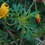 Bidens ferulifolia Levél