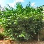 Combretum fruticosum Хабит