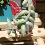 Sedum morganianum Ліст