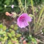 Althaea cannabina Kvet