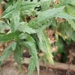 Senecio pterophorus برگ