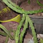 Huernia macrocarpa Flower