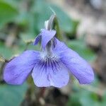 Viola × bavarica Blomst