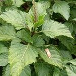 Ocimum carnosum Frunză