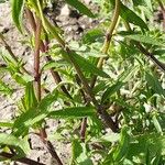 Stachys annua Folla