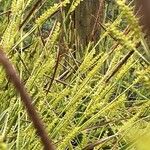 Carex punctata Цветок