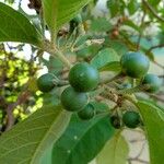 Solanum paniculatum Fruto